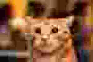 A wide-eyed orange cat staring at the camera